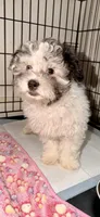 Sprinkle, a female Maltipoo for sale in Sacramento, CA – Photo 1 of 6