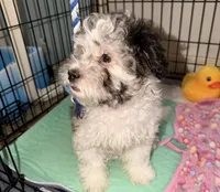 Sprinkle, a female Maltipoo for sale in Sacramento, CA – Photo 4 of 6