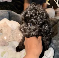 Nestle, a male Maltipoo for sale in Sacramento, CA – 1 of 3