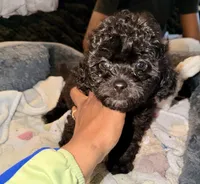 Nestle, a male Maltipoo for sale in Sacramento, CA – 2 of 3