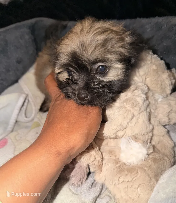 Brownie – Maltipoo puppy for sale in Sacramento, CA