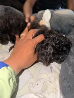 Nestle, a male Maltipoo for sale in Sacramento, CA – 3 of 3