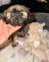 Brownie, a female Maltipoo for sale in Sacramento, CA – 3 of 3