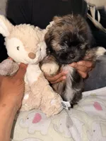 Mocha, a female Maltipoo for sale in Sacramento, CA – 5 of 5