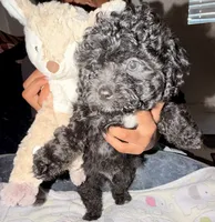 Ferrero , a male Maltipoo for sale in Sacramento, CA – 1 of 4