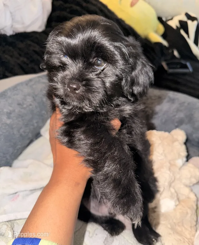 Hershey – Maltipoo puppy for sale in Sacramento, CA