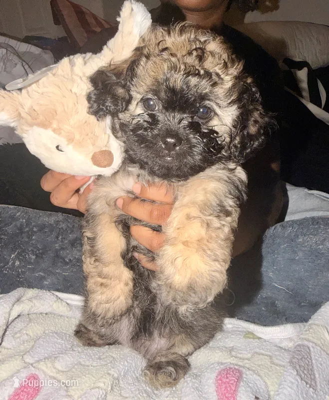 Mocha – Maltipoo puppy for sale in Sacramento, CA