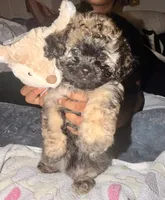 Mocha, a female Maltipoo for sale in Sacramento, CA – 1 of 4