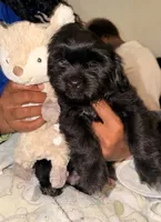 Hershey, a male Maltipoo for sale in Sacramento, CA – 2 of 3