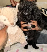 Ferrero , a male Maltipoo for sale in Sacramento, CA – 4 of 4