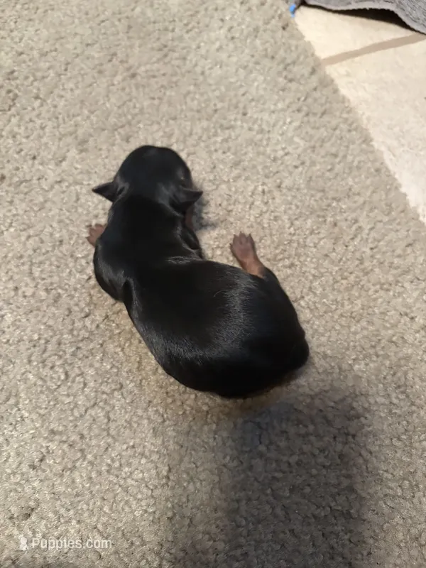 Avery – Yorkshire Terrier puppy for sale in East Palatka, FL