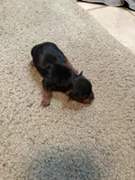 Abby, a female Yorkshire Terrier for sale in East Palatka, FL – 1 of 1