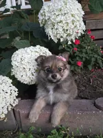 Annie, a female Pomeranian for sale in Humboldt, NE – 3 of 7