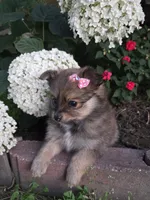 Annie, a female Pomeranian for sale in Humboldt, NE – 5 of 7