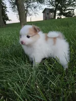 Archie, a male Pomeranian for sale in Humboldt, NE – 6 of 6
