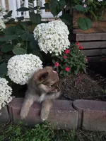Annie, a female Pomeranian for sale in Humboldt, NE – 6 of 7