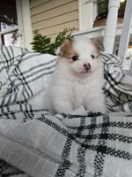 Archie, a male Pomeranian for sale in Humboldt, NE – 3 of 6
