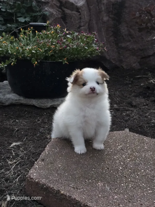 Archie – Pomeranian puppy for sale in Humboldt, NE