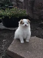 Archie, a male Pomeranian for sale in Humboldt, NE – 1 of 6