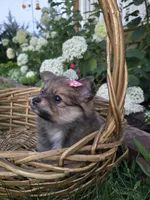 Annie, a female Pomeranian for sale in Humboldt, NE – 2 of 7