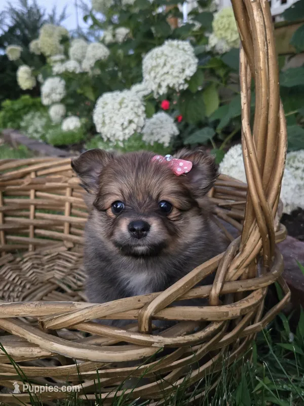 Annie – Pomeranian puppy for sale in Humboldt, NE