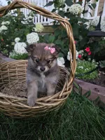Annie, a female Pomeranian for sale in Humboldt, NE – 7 of 7