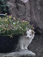 Archie, a male Pomeranian for sale in Humboldt, NE – 2 of 6