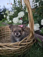 Annie, a female Pomeranian for sale in Humboldt, NE – 4 of 7