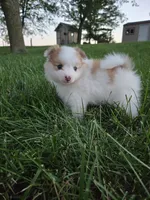 Archie, a male Pomeranian for sale in Humboldt, NE – 5 of 6