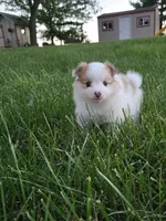 Archie, a male Pomeranian for sale in Humboldt, NE – 4 of 6
