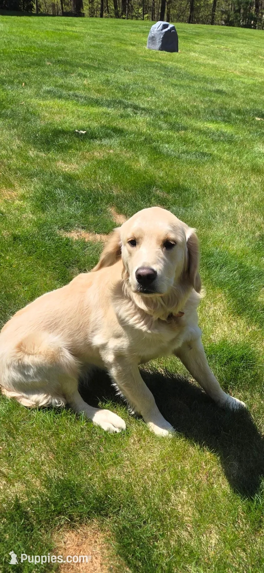 Peach, a female English Cream Golden Retriever for sale in Hopkinton, MA – 1 of 3