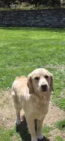 Daisy, a female English Cream Golden Retriever for sale in Hopkinton, MA – 3 of 5