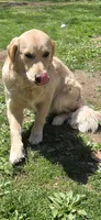 Daisy, a female English Cream Golden Retriever for sale in Hopkinton, MA – 5 of 5