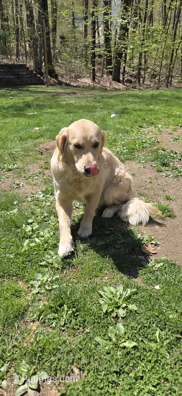 Daisy – English Cream Golden Retriever puppy for sale in Hopkinton, MA