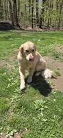 Daisy, a female English Cream Golden Retriever for sale in Hopkinton, MA – 1 of 5