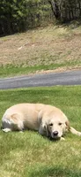 Daisy, a female English Cream Golden Retriever for sale in Hopkinton, MA – 2 of 5