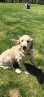 Daisy, a female English Cream Golden Retriever for sale in Hopkinton, MA – 4 of 5