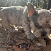 Blue Merle boy (brown), a male French Bulldog for sale in Lake City, FL – Photo 1 of 4