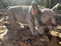 Blue Merle boy (brown), a male French Bulldog for sale in Lake City, FL – Photo 1 of 4