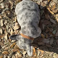 Blue Merle boy (brown), a male French Bulldog for sale in Lake City, FL – Photo 3 of 4