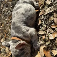 Blue Merle boy (brown), a male French Bulldog for sale in Lake City, FL – Photo 4 of 4