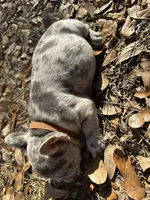 Blue Merle boy (brown), a male French Bulldog for sale in Lake City, FL – Photo 4 of 4