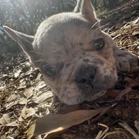 Blue Merle boy (brown), a male French Bulldog for sale in Lake City, FL – Photo 2 of 4