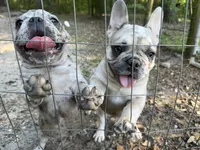Male Platinum red and blue Merle, a male French Bulldog for sale in Lake City, FL – Photo 7 of 8