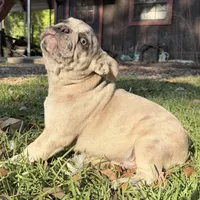 Male Platinum red and blue Merle, a male French Bulldog for sale in Lake City, FL – Photo 6 of 8