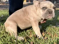 Male Platinum red and blue Merle, a male French Bulldog for sale in Lake City, FL – Photo 5 of 8