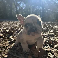 Male Platinum red and blue Merle, a male French Bulldog for sale in Lake City, FL – Photo 2 of 4