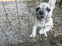Male Platinum red and blue Merle, a male French Bulldog for sale in Lake City, FL – Photo 8 of 8