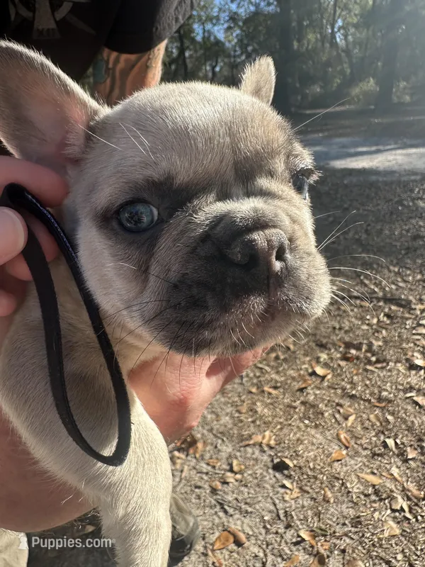 Platinum red and blue Merle