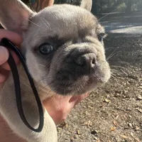 Male Platinum red and blue Merle, a male French Bulldog for sale in Lake City, FL – Photo 1 of 4